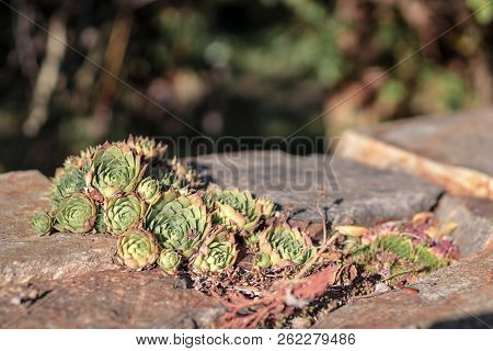A Semervivum Houseleek Growing On A Stone. Isolited Picture With Green Orange Colours.