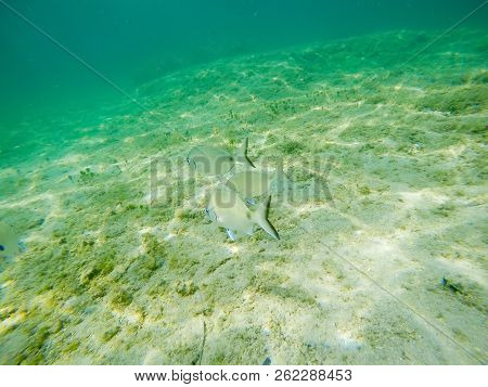Sargos Swimming Over A Sandy Sea Floor In Alghero. Sardinia, Italy