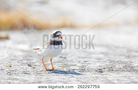 Common Ringed Plover Bird (latin: Charadrius Hiaticula) In Morning Light Walking On A Rock