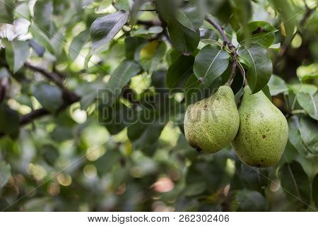 Ripe Green Pears Grow On The Tree In The Garden, Healthy Vegetar