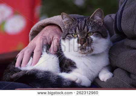 Senior And Cat, Love And Care, Older People And Animal