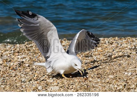 Caspian Gull Larus Cachinnans On The Beach Eats Dry Donut