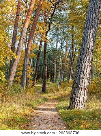 Autumnal Forerst In Coastal Area Of The Baltic Sea In Jurmala - Famous Tourist Resort In Latvia, Ec