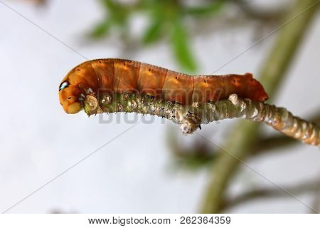 Caterpillar With Big Fake Eyes Feeding On Small Tree Branch.