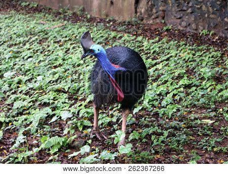 Cassowary Bird Are Ratites (flightless Birds Without A Keel On Their Sternum Bone)