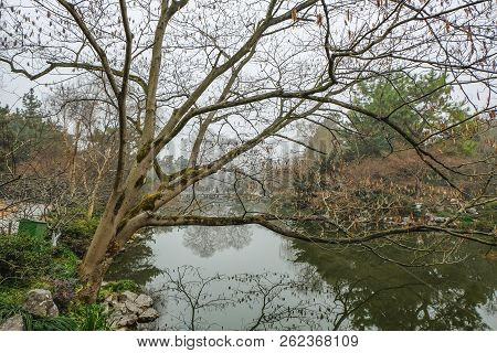 Falling Tree In Xihu Lake(west Lake) Hangzhou China In Winter Season