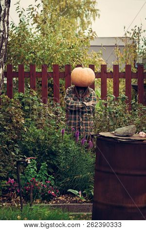 Person Wear Pumpkin On Head. Standing In The Middle Of The Garden With Hands Crossed On Chest. Scarr