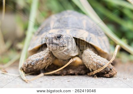Turtle