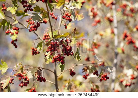 Branches With Hawthorn Berries In The Garden. Background With Branches And Hawthorn Berries.