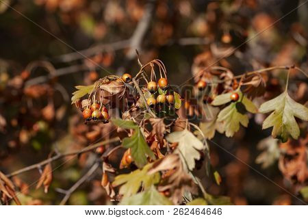 Ripe Hawthorn In Autumn Limited Depth Of Field