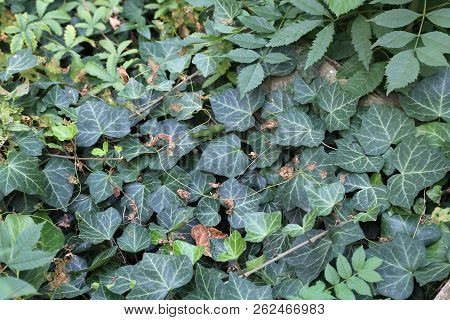Ivy / Creeping Shrubs Clinging To Their Adventitious Roots Of The Walls, Tree Trunks, And So On.
