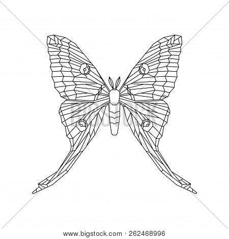 Comet Moth Vector Illustration Isolated On White. Female