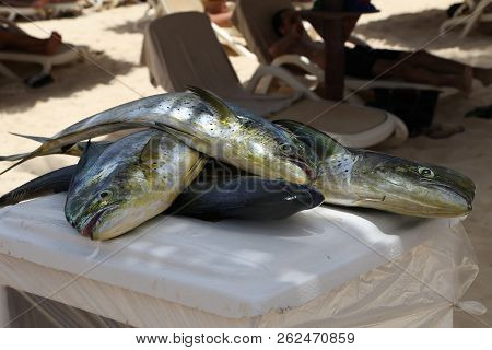 Fresh Fish / Fresh Fish Caught In The Sea
