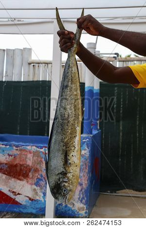 Sea / Fresh Fish Caught In The Sea