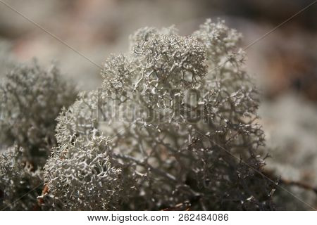 Cladonia (cup Lichen) Is A Genus Of Moss-like Lichens In The Family Cladoniaceae