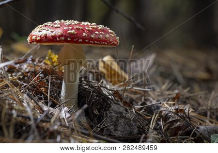 Amanita Muscaria Fly Agaric Red Mushrooms With White Spots In Grass