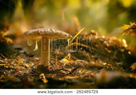 Amanita Muscaria Fly Agaric Red Mushrooms With White Spots In Grass
