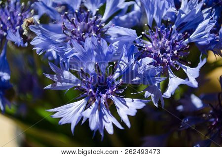 Blue Cornflower Bouquet Closeup In Abstract Background