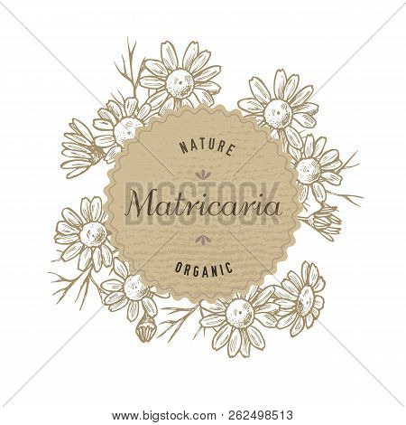 Round Paper Emblem Over Chamomiles. Hand Drawn Vector Illustration