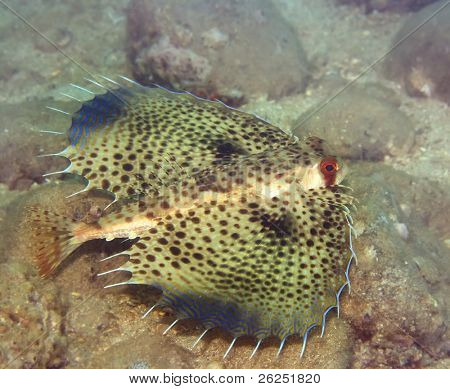 Tropikal balık Commonhelmet kırlangıç (Dactyloptena orientalis). Hint-pascific okyanus