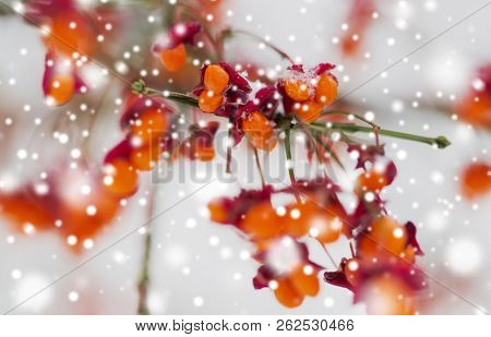 nature and environment concept - spindle tree or euonymus hamiltonianus branch with fruits in winter