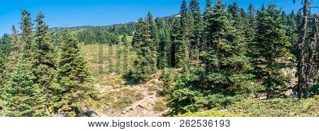 Pinetree Forest In Uludag National Park
