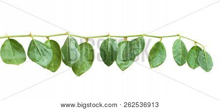 Capers Plant Isolated On White Background. Capparis Spinosa Leaves