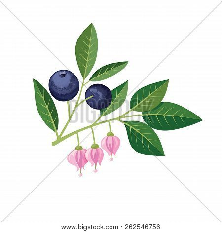 Sprig Of Blueberries On A White Background.