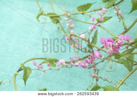 Soft Focus Pink Flowers In The Garden On A Beautiful Blue Backdrop [antigonon Leptopus]