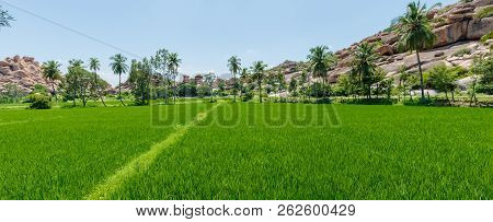 Bright Green Rice Fields In Hampi India Against A Backdrop Of A Rocky Hill And Palm Trees