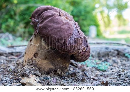 Edible Wild Mushroom, Calvatia Cyathiformis, Or Purple-spored Puffball