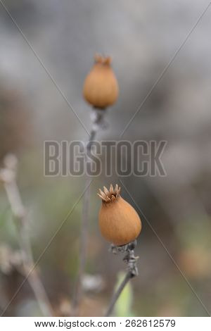 Campion Seed Capsules - Latin Name - Silene Paradoxa