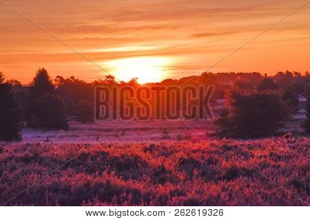 Sunrise Sunset In Golden Autumn In The Luneburg Heath