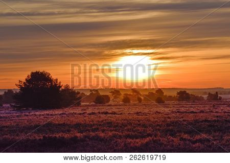 Sunrise Sunset In Golden Autumn In The Luneburg Heath