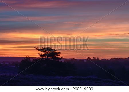 Sunrise Sunset In Golden Autumn In The Luneburg Heath