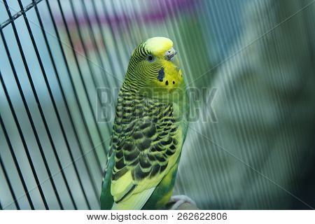 Green Parrot In The Cage . Budgie . Parakeets . Green Wavy Parrot Sits In A Cage . Rosy Faced Lovebi