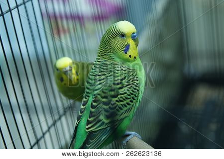 Green Parrot In The Cage . Budgie . Parakeets . Green Wavy Parrot Sits In A Cage . Rosy Faced Lovebi