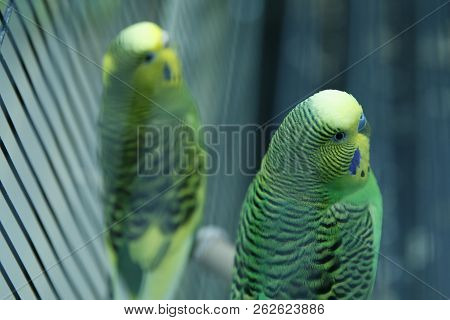 Green Parrot In The Cage . Budgie . Parakeets . Green Wavy Parrot Sits In A Cage . Rosy Faced Lovebi