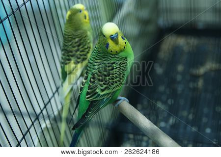 Green Parrot In The Cage . Budgie . Parakeets . Green Wavy Parrot Sits In A Cage . Rosy Faced Lovebi