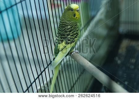 Green Parrot In The Cage . Budgie . Parakeets . Green Wavy Parrot Sits In A Cage . Rosy Faced Lovebi