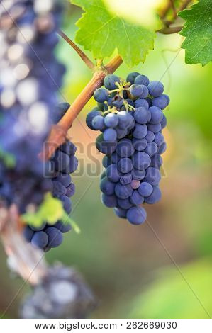 Purple Grapes On Vine In Garden, Grapevine, Variety Primitivo