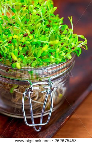 Germinated Fresh And Raw Alfalfa Sprouts. Healthy And Healthy Diet. Close-up.