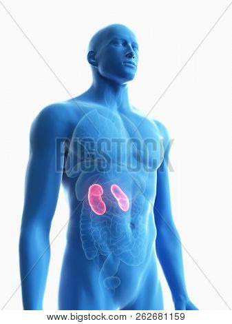 3d rendered medically accurate illustration of a mans kidney
