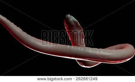 3d rendered medically accurate illustration of a roundworm