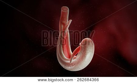 3d rendered medically accurate illustration of a schistosoma