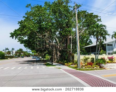 The Big Banyan Tree In The Garden At Naples At Florida