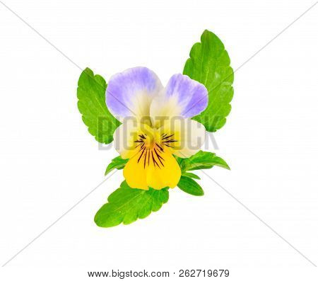 Viola Tricolor, Also Known As Johnny Jump Up, Heartsease, Heart