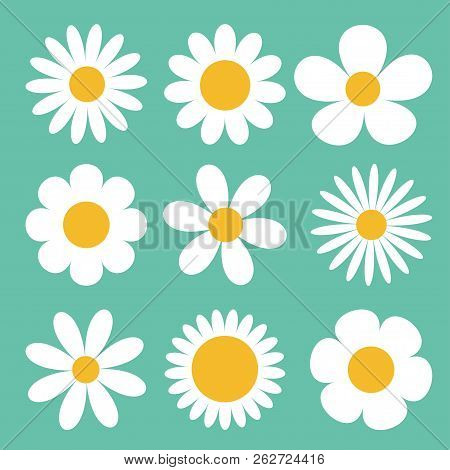 Camomile Set. White Daisy Chamomile Icon. Cute Round Flower Plant Collection. Love Card Symbol. Grow