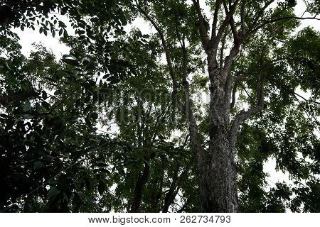 Tree Silhouette On Blue Sky Background, Looking Up Branch And Leaf On Sky Background, Abstract Wallp