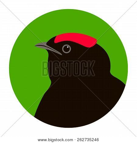 Manakin Bird Head Vector Illustration Flat Style Profile Side